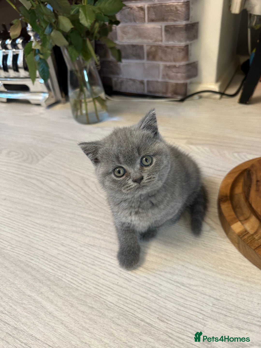 British Shorthair cats for sale: BEAUTIFUL BABY BLUE KITTENS  - Image 15