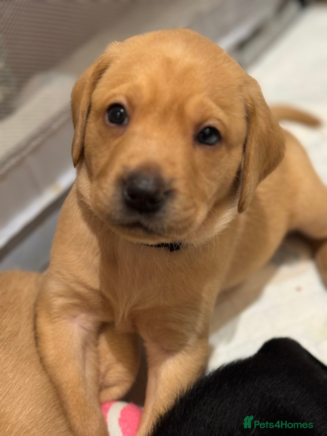 Gallery Image {{count}}