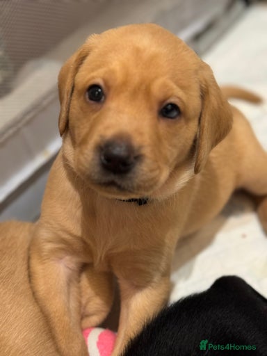 Gallery Image {{count}}