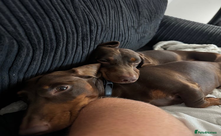 Miniature Dachshund dogs - Advert 16