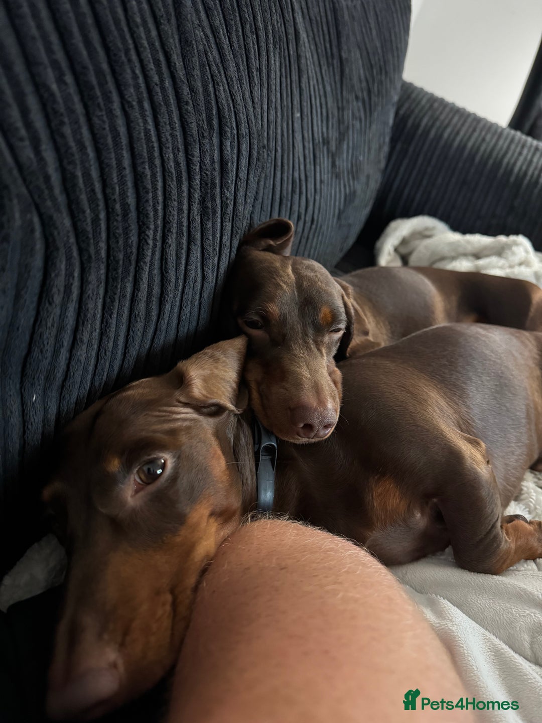 Miniature Dachshund dogs for sale: Two beautiful dachshunds need a new home! - Image 1