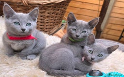 Russian Blue cats for sale: Pedigree Russian blue kittens NORTH LONDON  - Advert 3