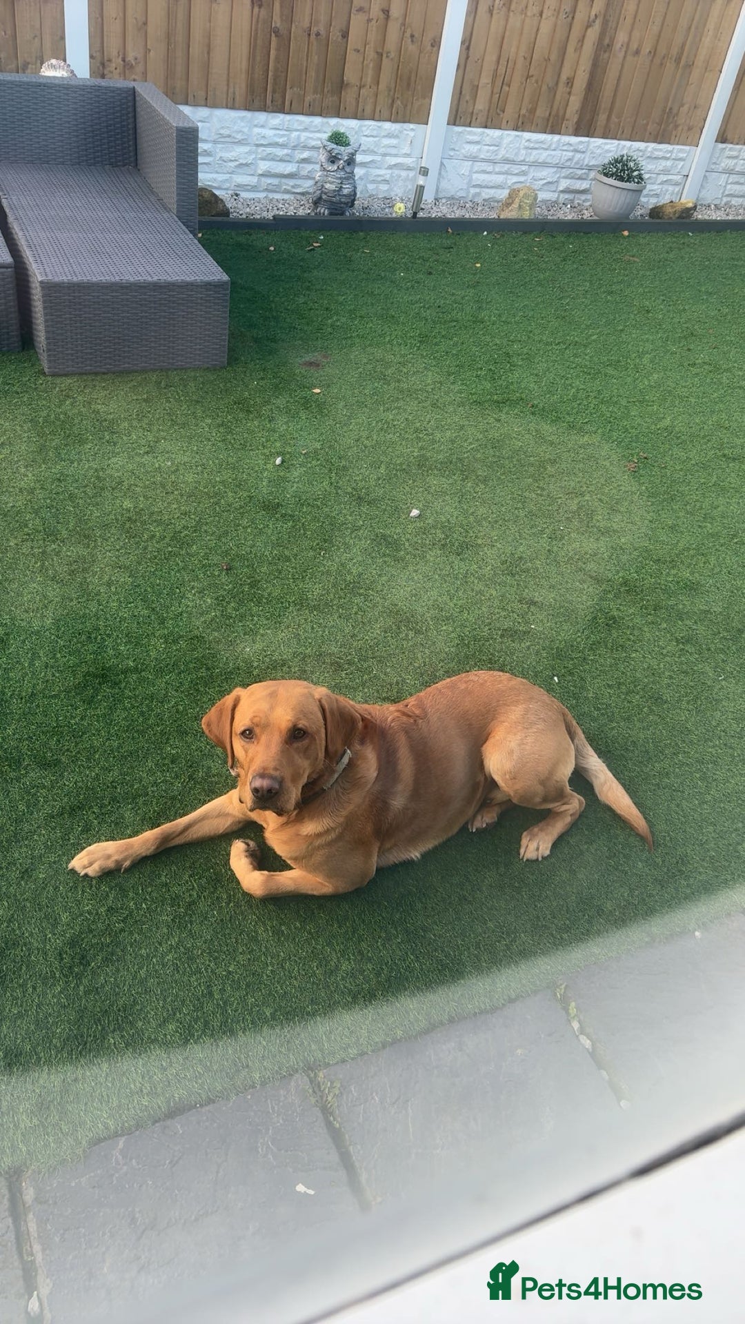 Labrador Retriever dogs for stud: Labrador retriever for stud  - Advert 10