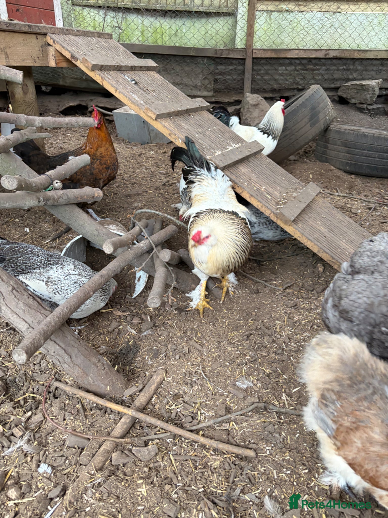 Mixed Breed poultry 5 males  - Advert 2
