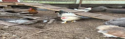 Mixed Breed poultry for sale: 5 males  in Taunton - Advert 2