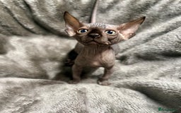Sphynx cats for sale: TICA Reg Sphynx Kittens, Extensive Genetic Testing - Image 8