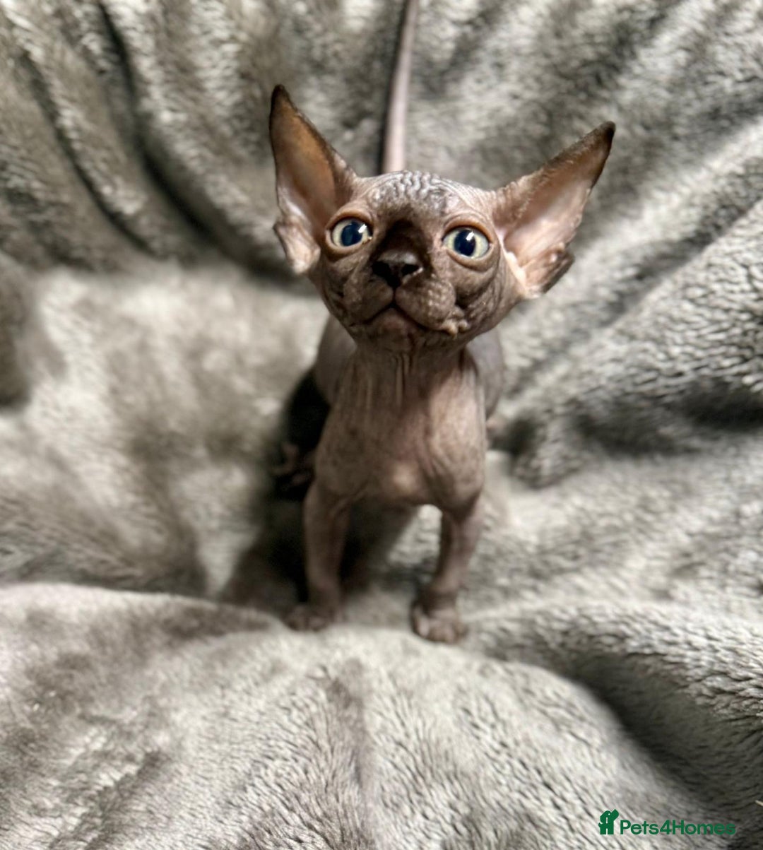 Sphynx cats for sale: TICA Reg Sphynx Kittens, Extensive Genetic Testing - Image 8