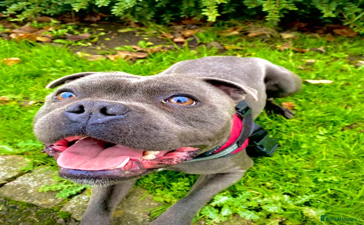 Staffordshire Bull Terrier dogs - Advert 1
