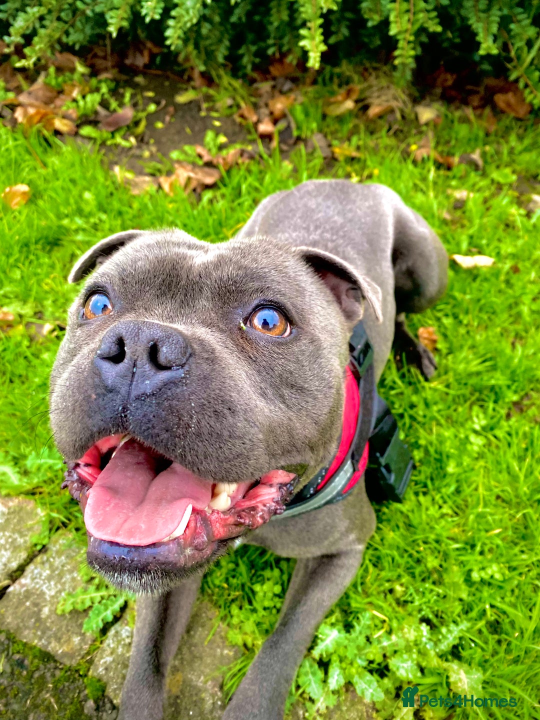 Staffordshire Bull Terrier dogs for stud: Champion Bloodline Blue Staffs For Stud 💎 - Image 1