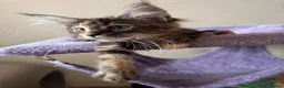 Maine Coon cats for sale: READY TO LEAVE NOW GCCF PEDIGREE MAINECOON KITTENS - Advert 6