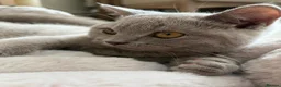 British Shorthair cats for sale: Beautiful British shorthair kitten  - Advert 6