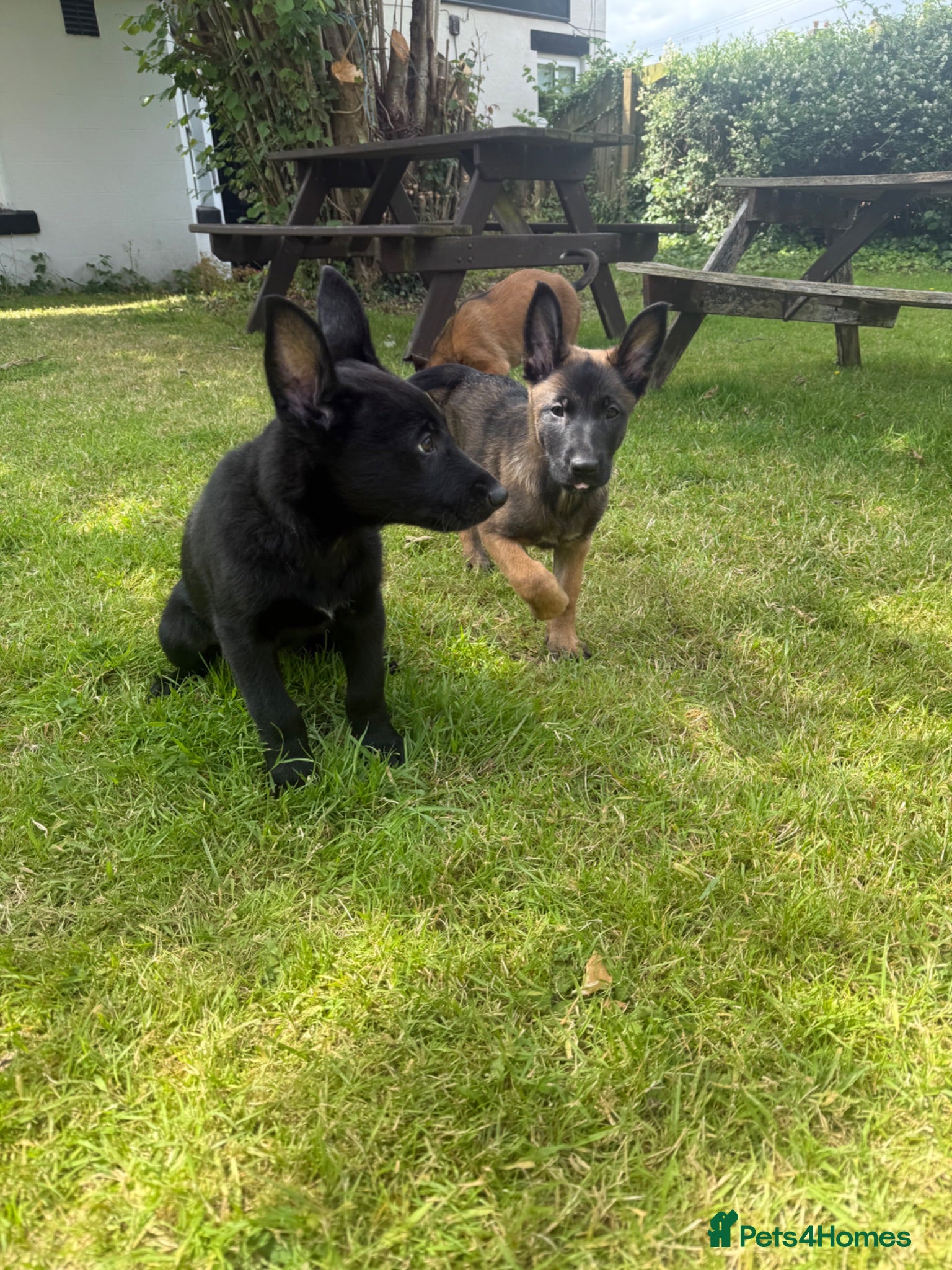 Belgian Shepherd Dog dogs RARE BLACK&BROWN BELGIAN MALINOIS PUPPIES - Advert 2