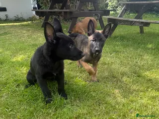 Belgian Shepherd Dog dogs RARE BLACK&BROWN BELGIAN MALINOIS PUPPIES - Advert 2