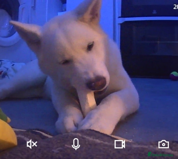Akita dogs 3 year old Akita - Advert 2