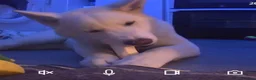 Akita dogs for sale: 3 year old Akita in Liverpool - Advert 1
