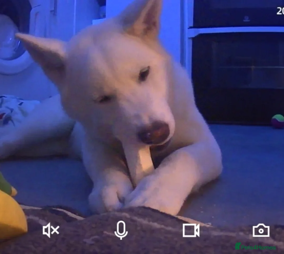Akita dogs for sale: 3 year old Akita in Liverpool - Advert 1
