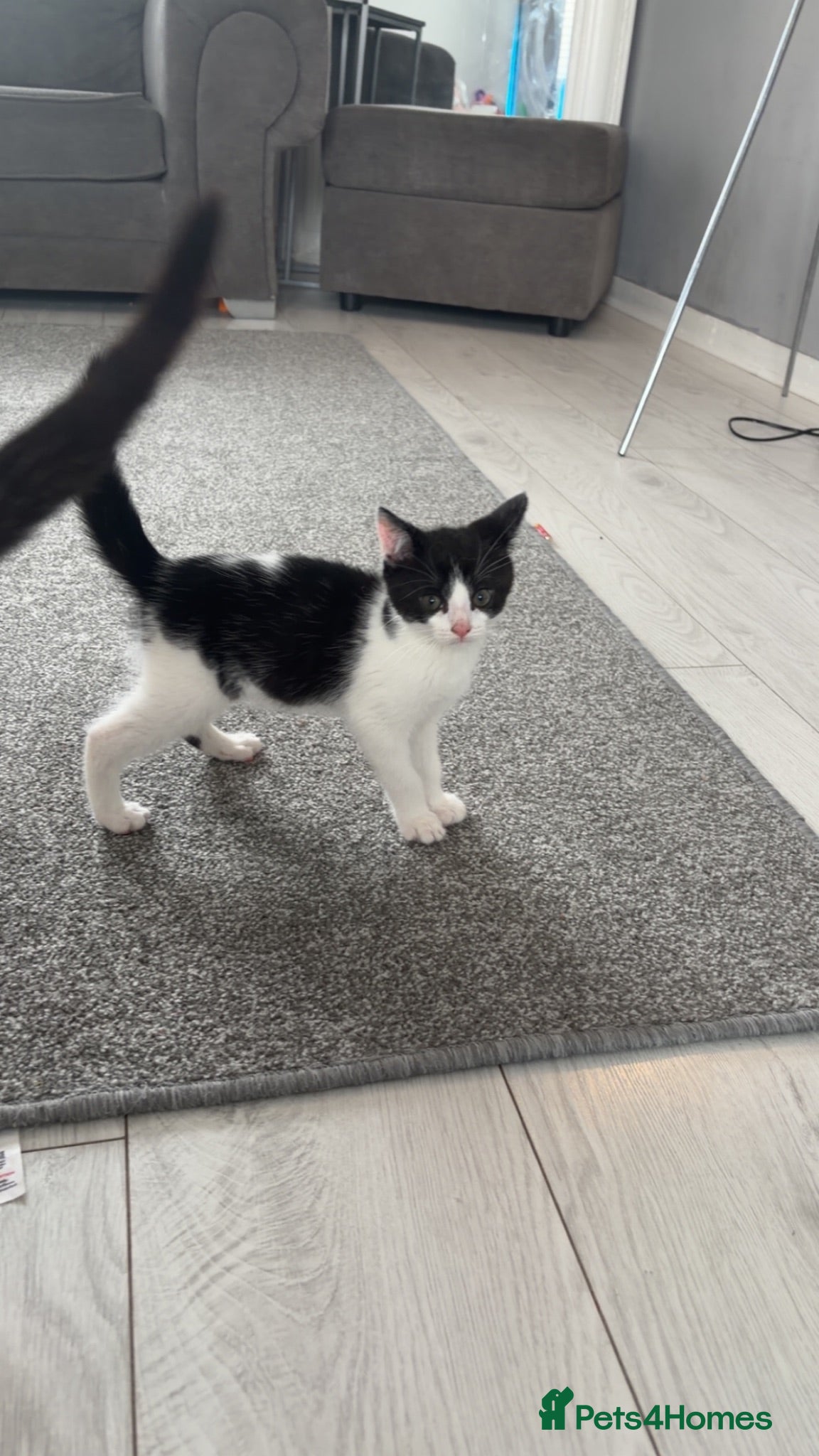 Mixed Breed cats 3 kittens ready to find their forever homes  - Advert 3