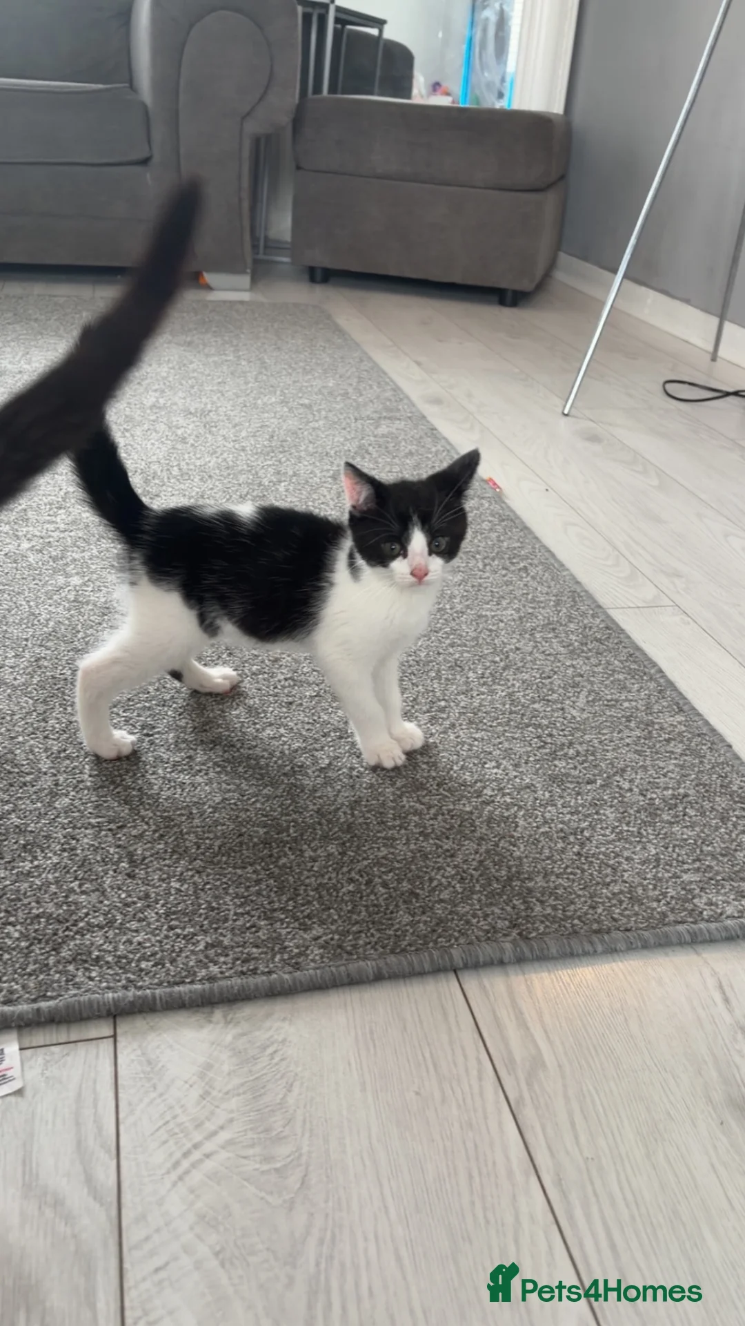Mixed Breed cats for sale: 3 kittens ready to find their forever homes  in Glasgow - Advert 1