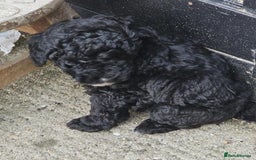 Toy Poodle dogs for sale: Beautiful Toy Poodle pups - Image 1