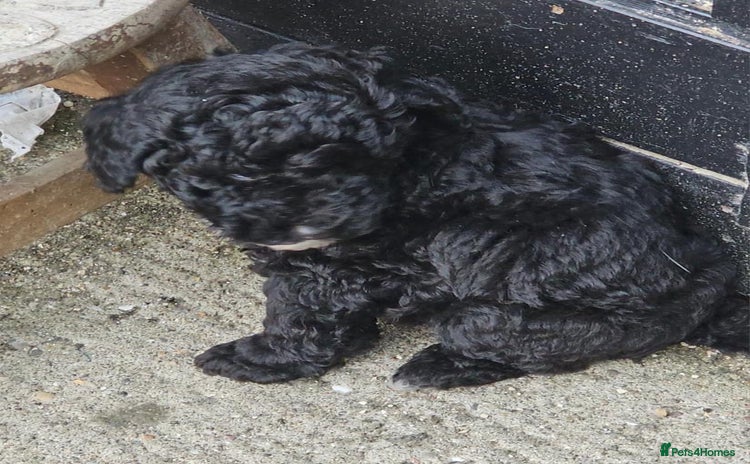 Toy Poodle dogs - Advert 3
