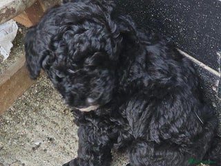 Toy Poodle dogs - Advert 27