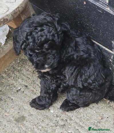 Toy Poodle dogs - Advert 36