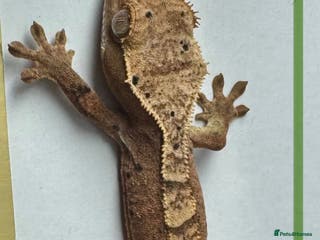 Gecko reptiles Baby Crested Geckos for Sale – Multiple Morphs - Advert 6