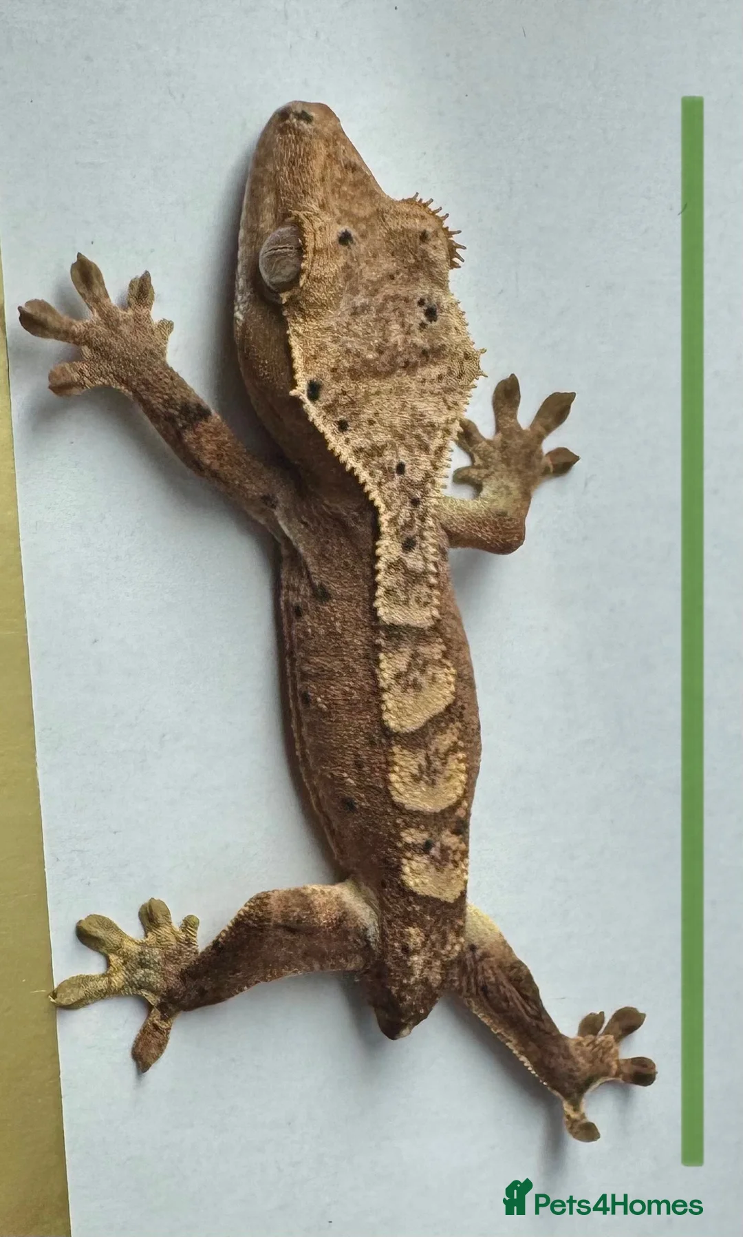 Gecko reptiles for sale: Baby Crested Geckos for Sale – Multiple Morphs  - Advert 1