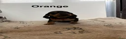 Dachshund dogs for sale: Dachshund puppies  - Advert 7
