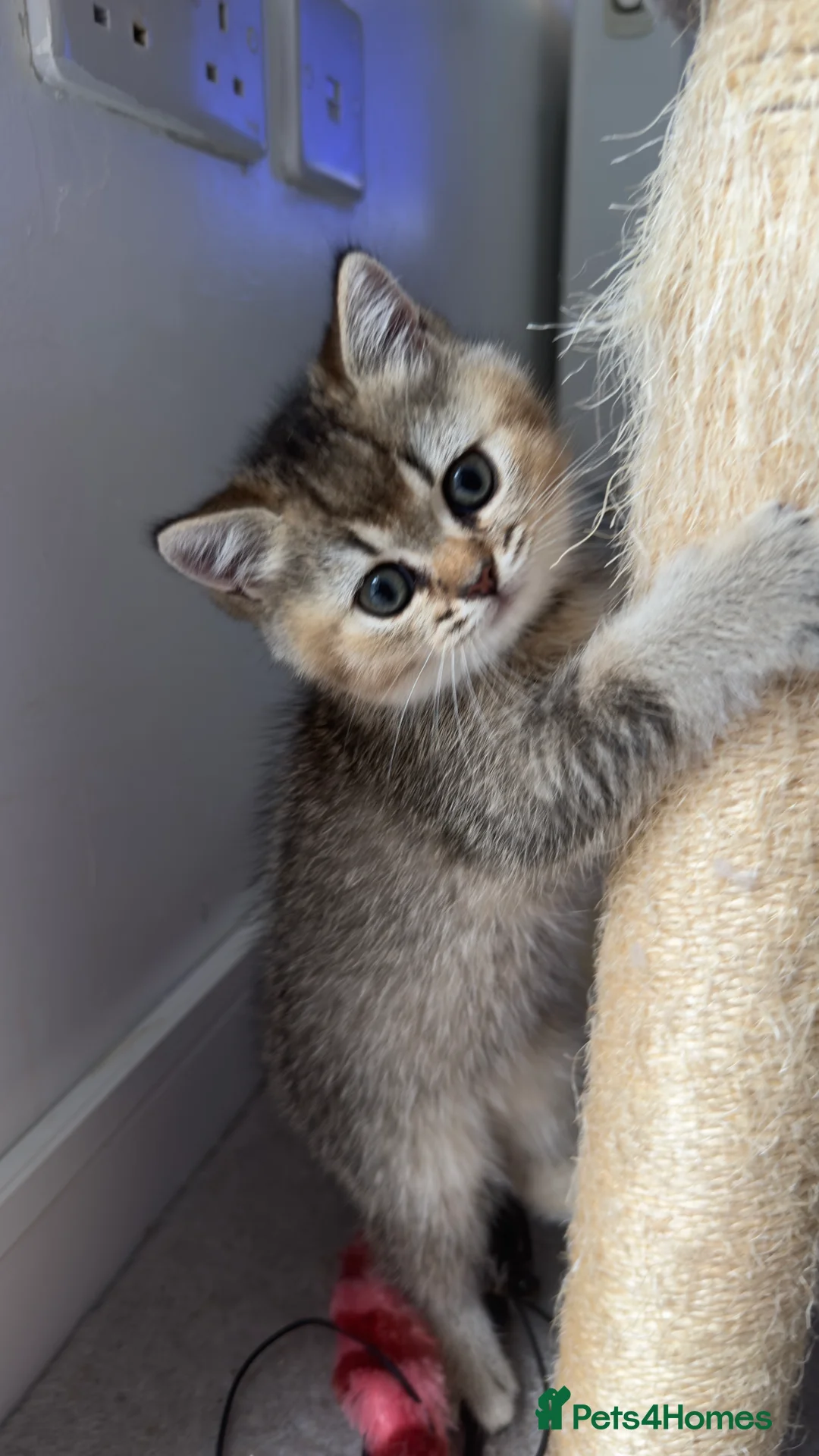 British Shorthair cats for sale: Stunning Golden Shaded British Shorthair  - Advert 2