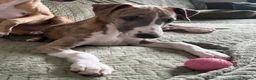 Whippet dogs for sale: Beautiful whippet boy💙 - Advert 3