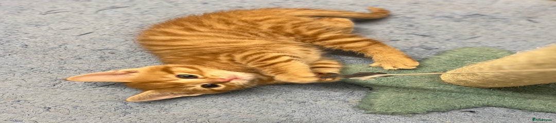 Mixed Breed Kitten 2