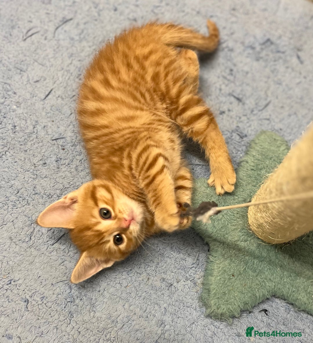 Mixed Breed cats for sale: 4 Adorable Kittens  - Image 10