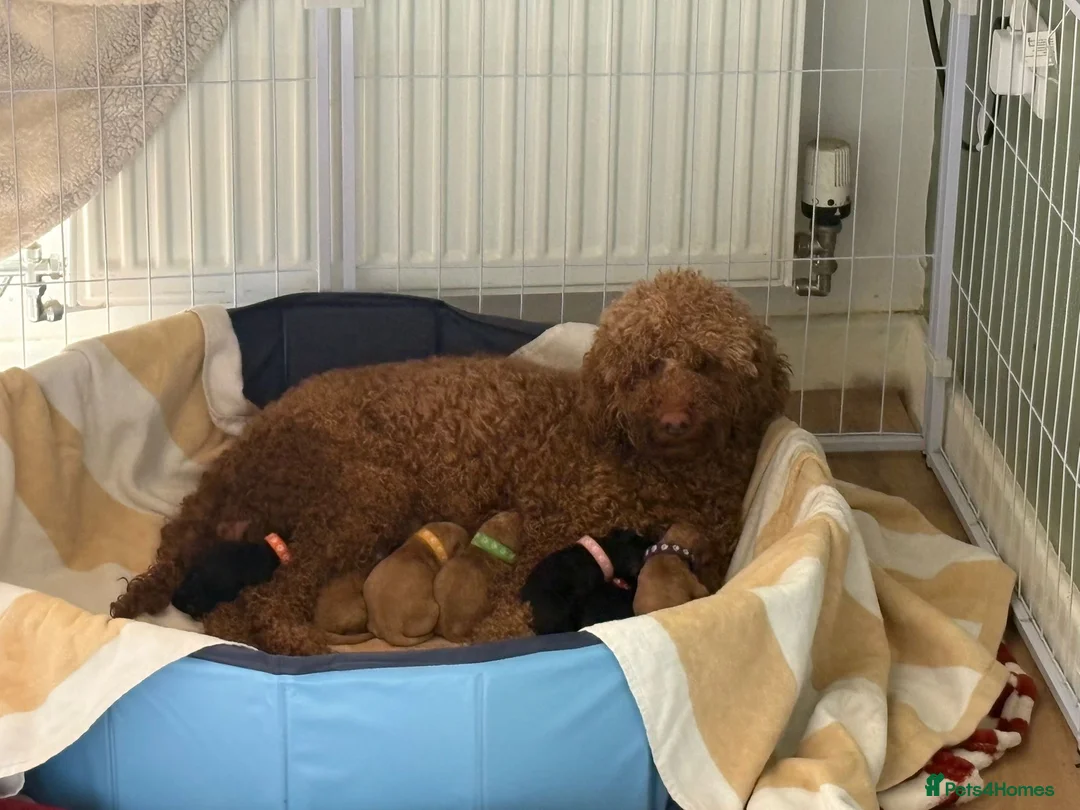 Mixed Breed dogs for sale: Double doodles  - Advert 12