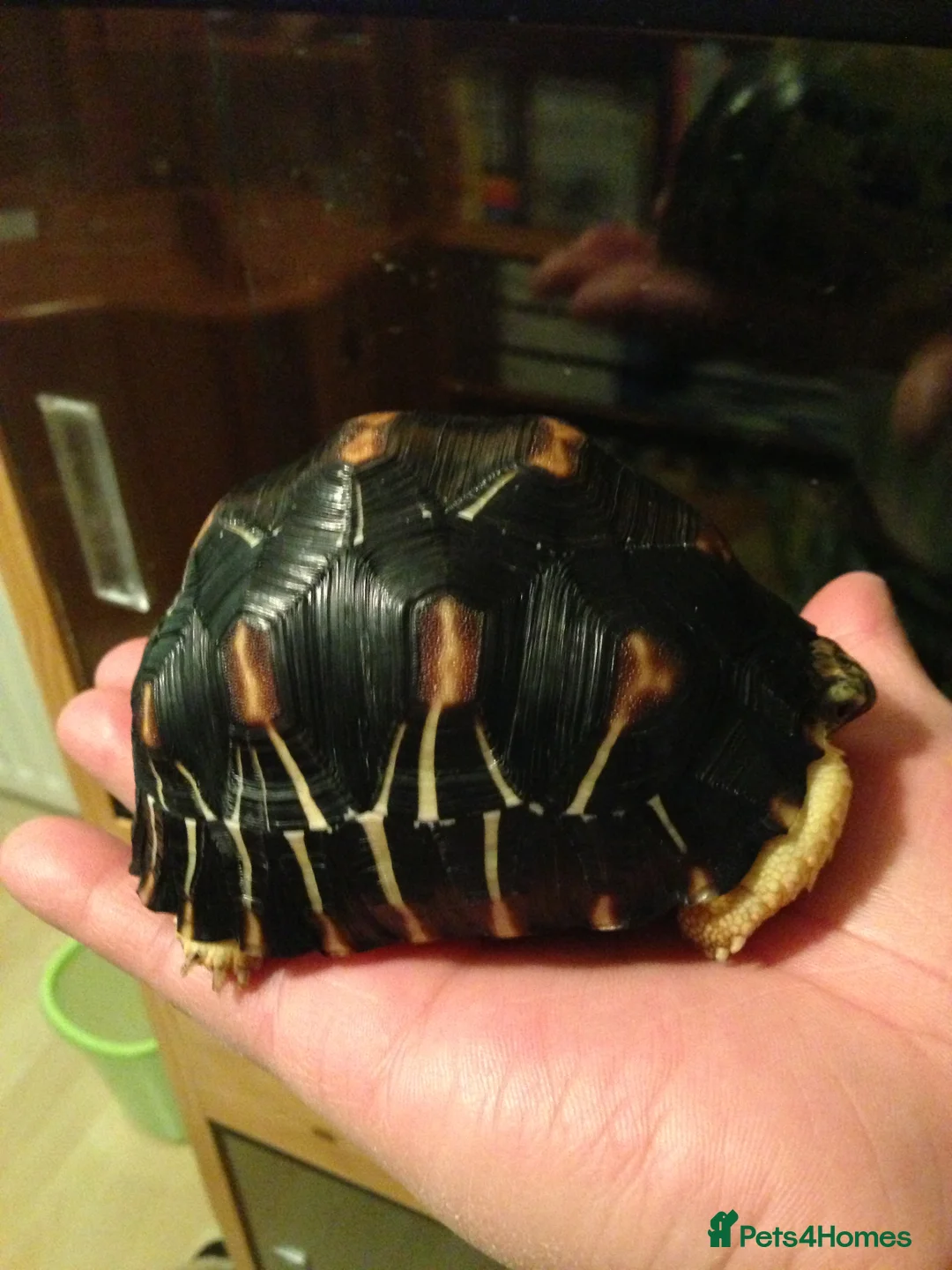 Tortoise reptiles for sale: CB Radiated Tortoise - Advert 3