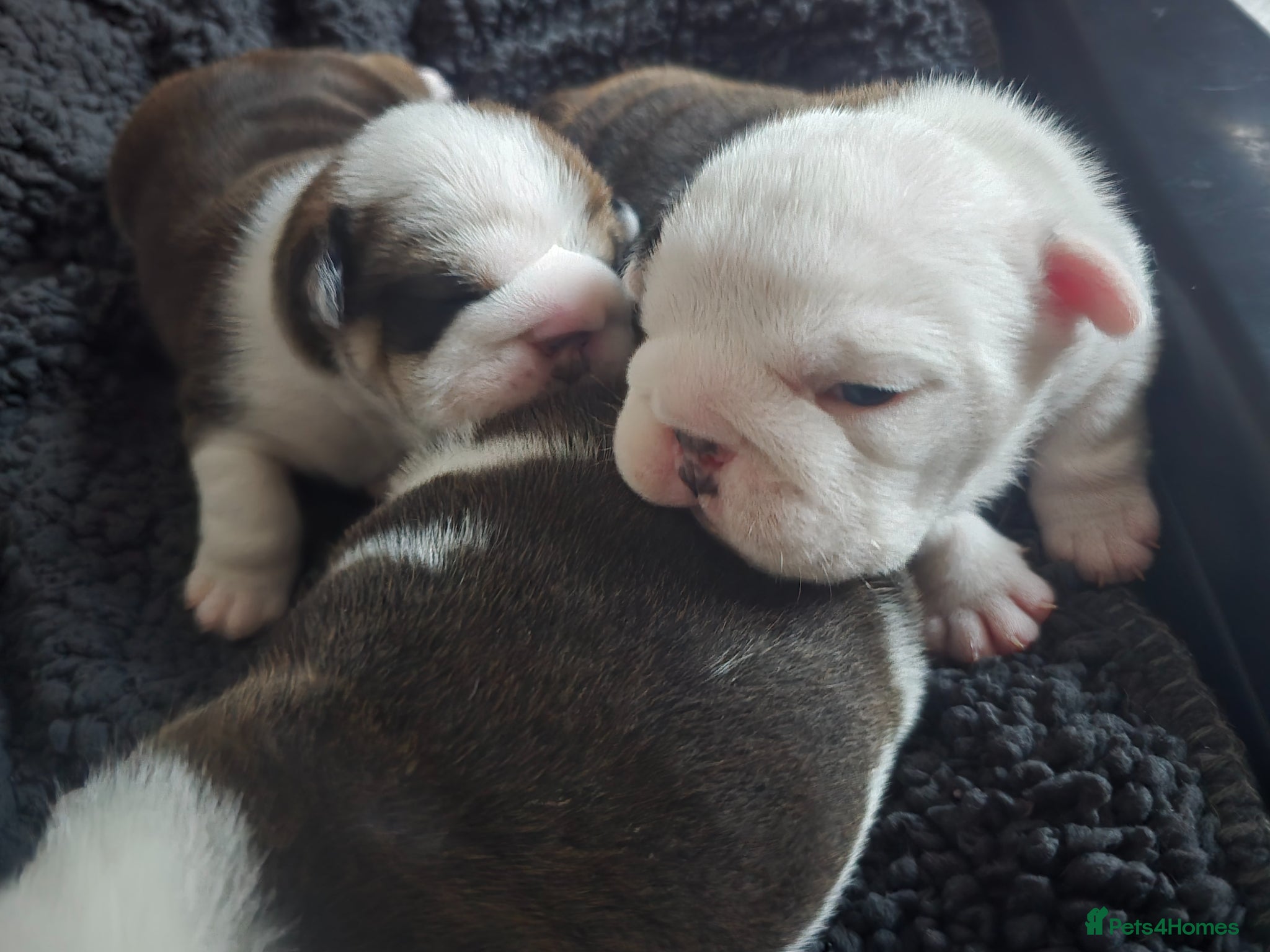 English Bulldog dogs 🐶 🔥KC registered English bulldog puppies✨️🔥 - Advert 12