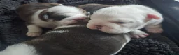 English Bulldog dogs for sale: 🐶 🔥KC registered English bulldog puppies✨️🔥 - Advert 1