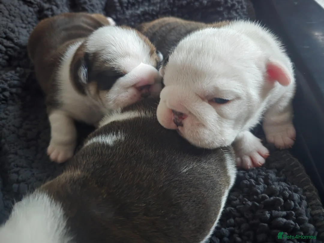 English Bulldog dogs for sale: 🐶 🔥KC registered English bulldog puppies✨️🔥 - Advert 1