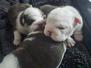 English Bulldog dogs 🐶 🔥KC registered English bulldog puppies✨️🔥 - Advert 1
