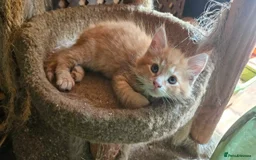 Maine Coon cats for sale: Raare Maine Coons - Image 4