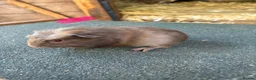 Guinea Pig rodents for sale: Guinea pigs to be reserved  - Advert 3