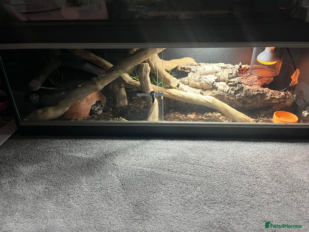 Python Snake reptiles for sale: 5 year old female ball python with full set up  - Advert 2