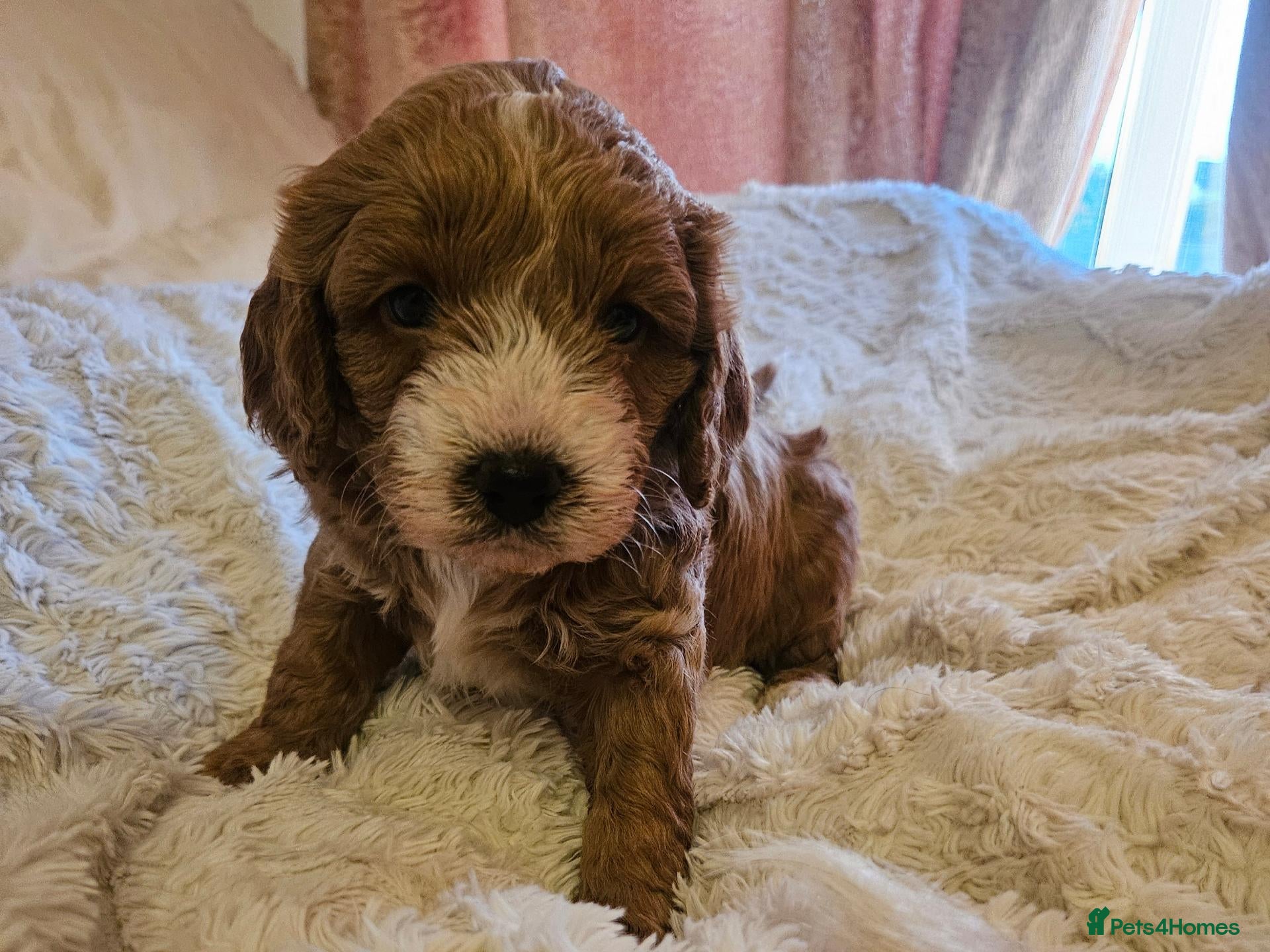 Cavapoo dogs for sale: Extensively health tested F1B cavapoo puppies - Advert 11