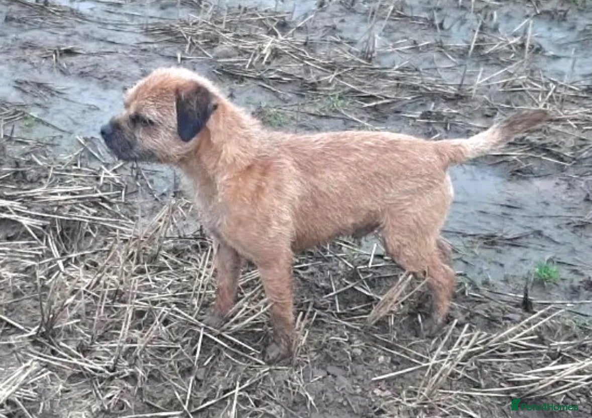 Border Terrier dogs for sale: 💕Kc reg slem clear Border terriers puppies 🐶 - Advert 2