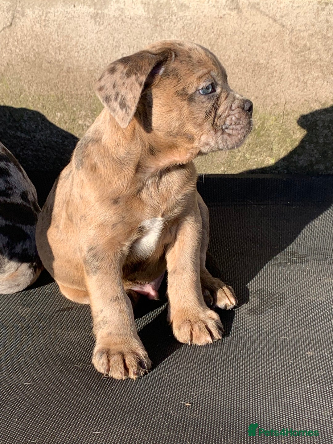 Olde English Bulldogge dogs for sale: Olde English bulldogges generational  - Advert 22