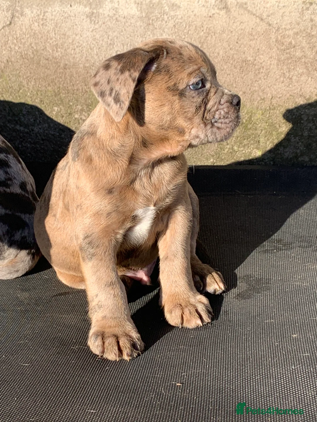 Olde English Bulldogge dogs for sale: Olde English bulldogges generational  - Advert 18