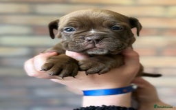 Mixed Breed dogs for sale: Bulldog de Bordeaux  - Image 27