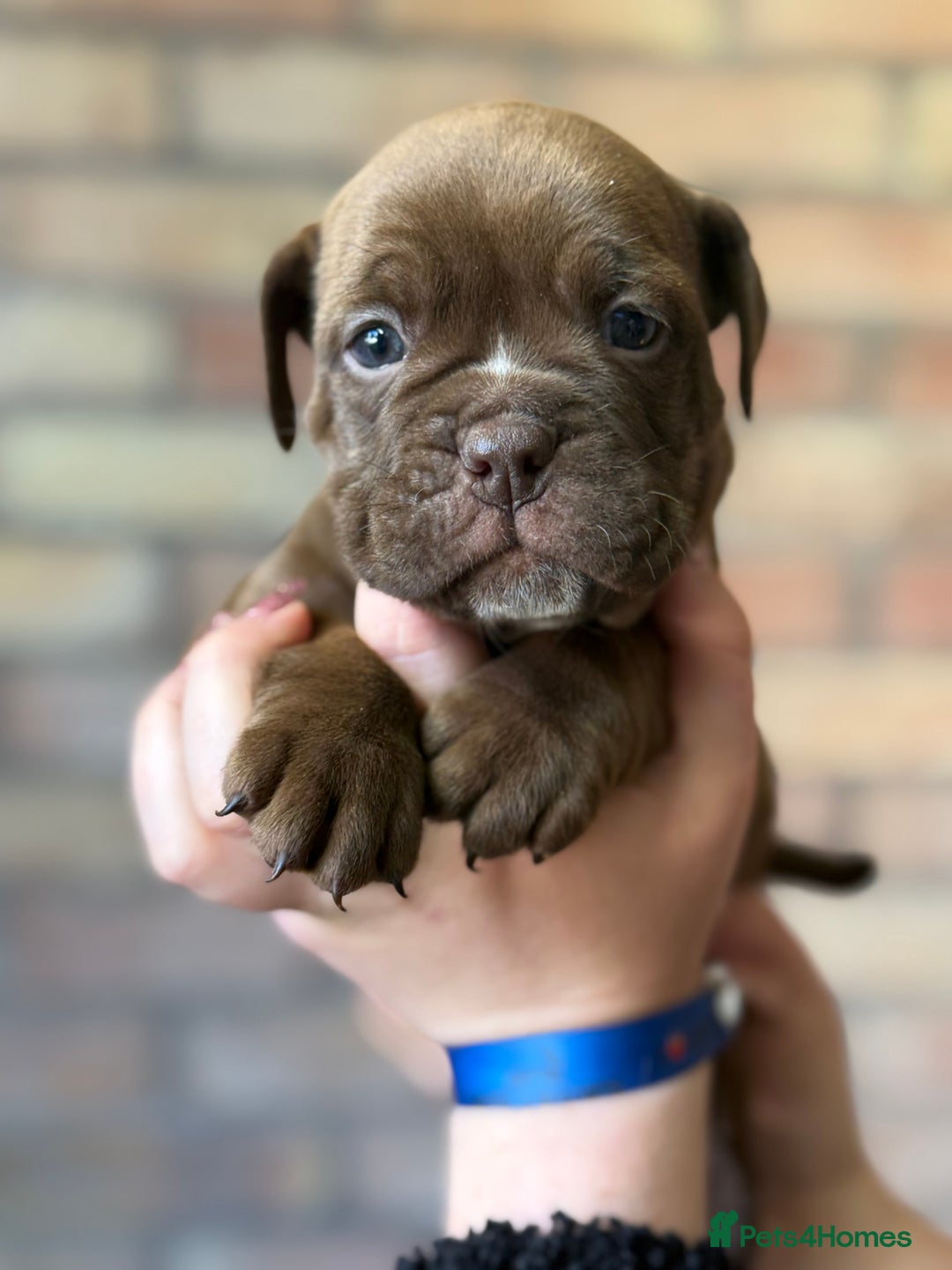 Mixed Breed dogs for sale: Bulldog de Bordeaux  - Image 27