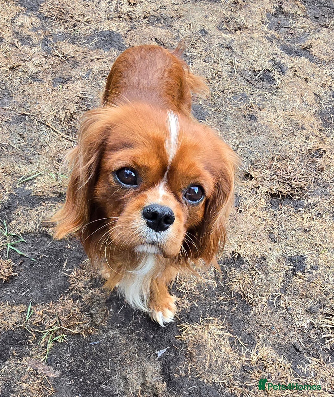 Cavalier King Charles Spaniel dogs for stud: Ruby Cavalier available for Stud - Image 4