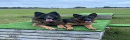 German Shepherd dogs for sale: Gorgeous German shepherd puppies  - Advert 10